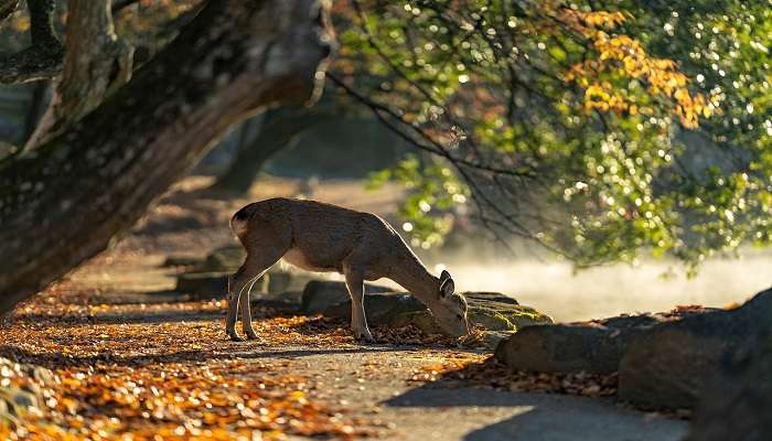  Deer roaming in the Kadanthery Nature Park near Neendoor Park