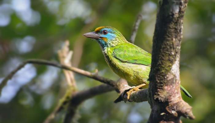 Image of a rare colourful bird sitting on a branch in the bird sanctuary