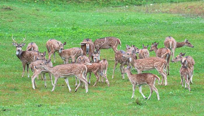 The beautiful Kanchula Korak Musk Deer Sanctuary is in Chopta