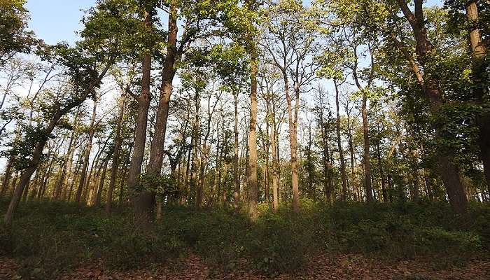 Tall trees of Kaudia forest