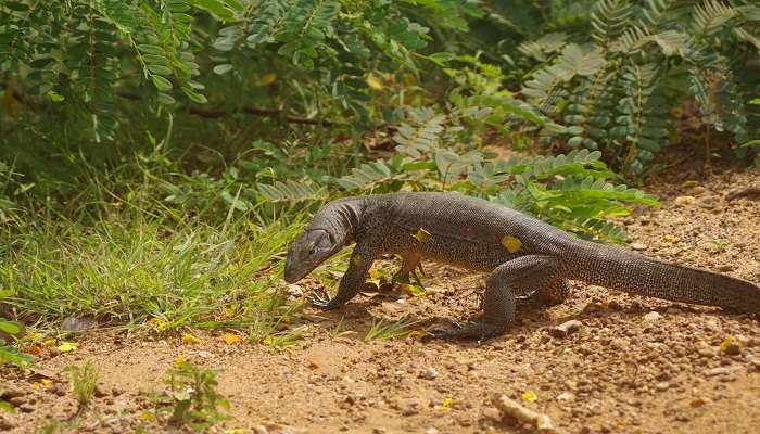 A thrilling view of Monitor lizard 