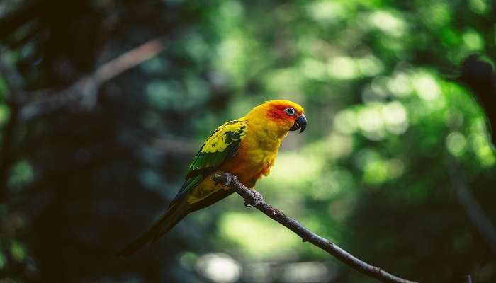  Witness various beautiful birds in Kumarakom Bird Sanctuary 