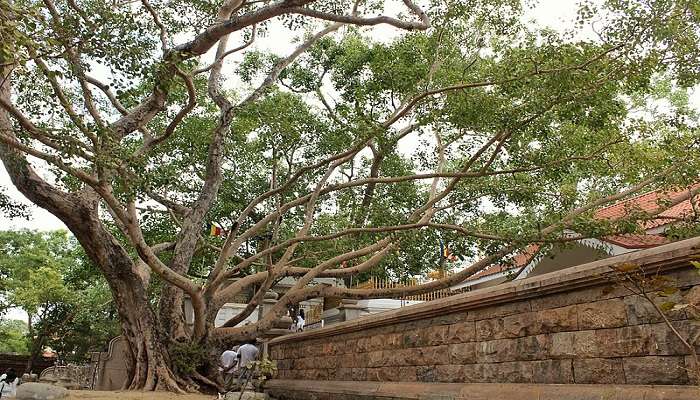The sacred descendant of the Bodhi tree.