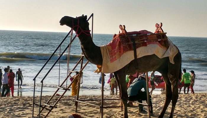 A camel riding at the maple beach near the Anantheshwara Temple Udupi.