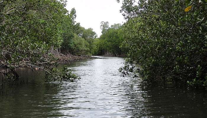 Mangrove Creek is yet another one of the most popular places to explore mangrove kayaking in Andaman.