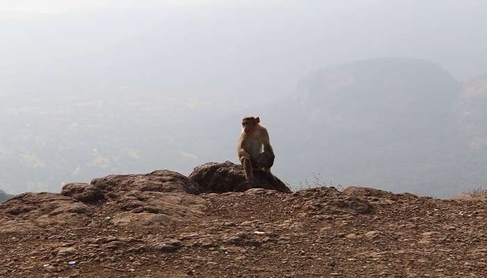 Monkey on a hill