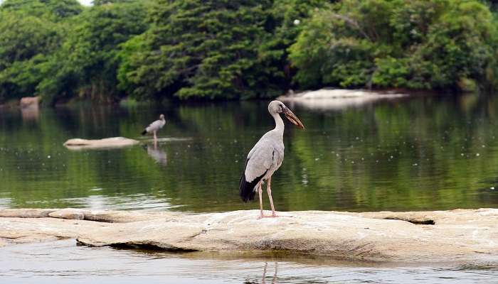 Mannar Bird Sanctuary in Mannar Island