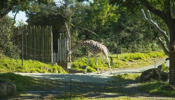 giraffe walking at the wildlife sanctuary of Melukote.