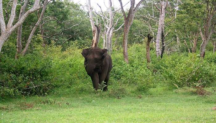 See the Wild elephant in Mudumalai National Park near Bandipur, one of the famous places to visit in Bandipur.