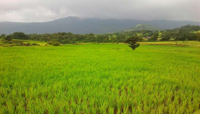  Beautiful rice fields on Muong Te, a famous tourist place near Lai Chau. 