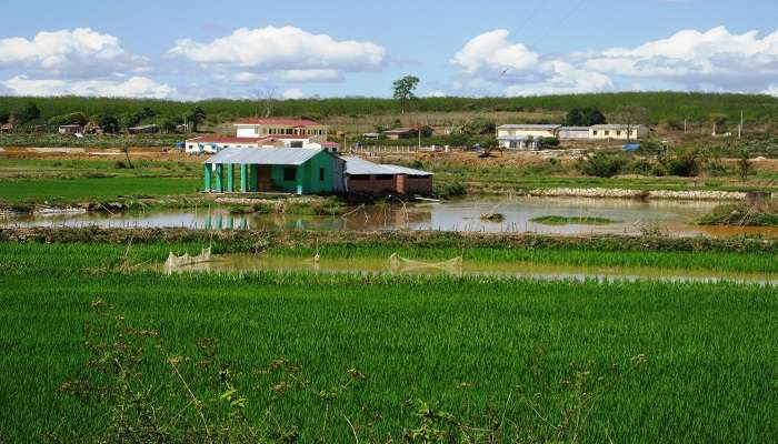  Muong Thanh Rice Field near Lai Chau. 