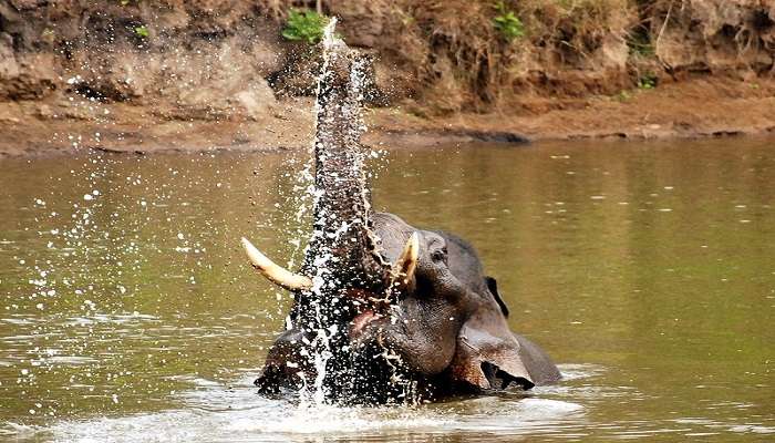 See Elephants at the Nagarhole National Park
