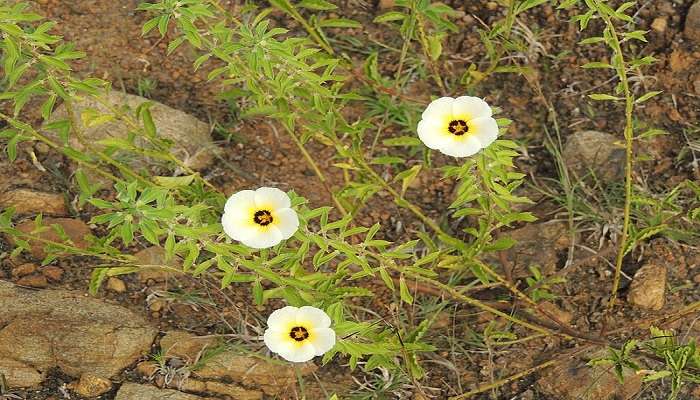 Flowers blooming at Nanmangalam Reserve Forest