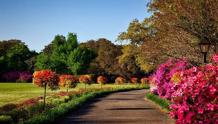 Vibrant Bougainvillea flowers in Narayan Bagh