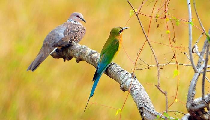 Spots birds while on your nature walk session at Kaudulla National Park Sri Lanka