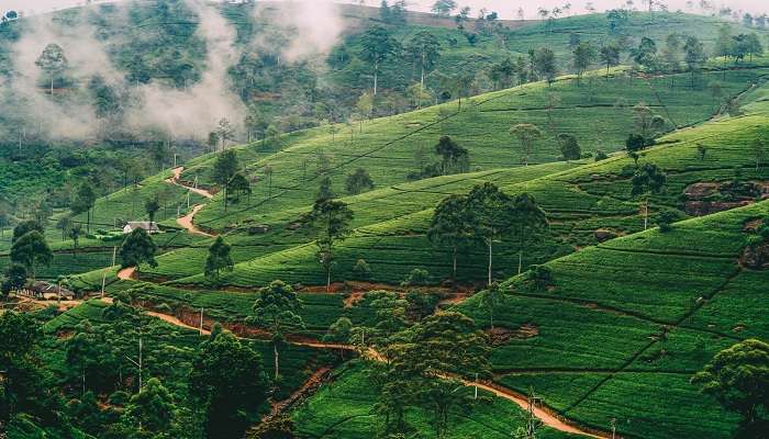 La vue verdoyante de montagne en Nuwara-Eliya, C’est l’une des meilleur lieux touristiques du Sri Lanka