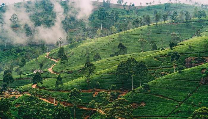 Nuwara Eliya, Meilleurs endroits pour une lune de miel au Sri Lanka