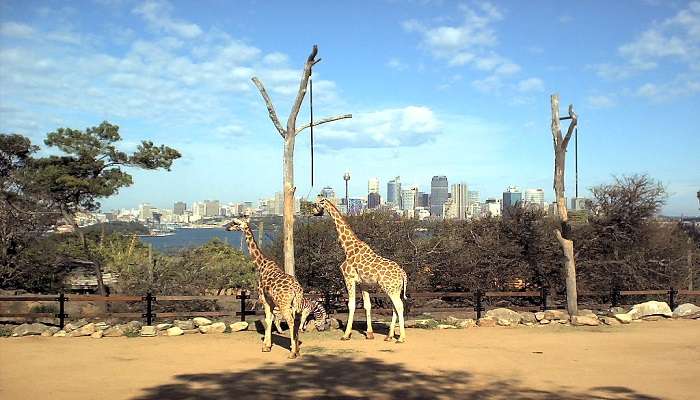 Giraffes at Taronga Zoo Australia