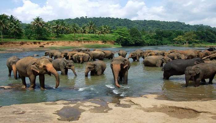 Orphelinat des éléphants de Pinnawala,