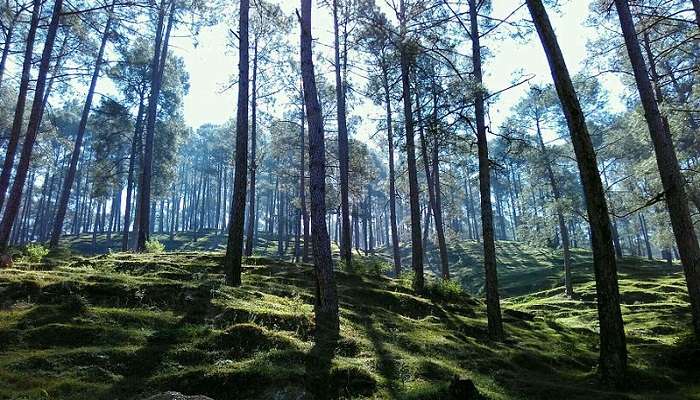A majestic view of forest in Pangot near Dhanachuli