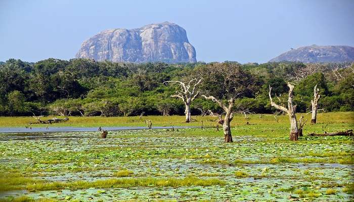 Parc national de Yala, C’est l’une des meilleur lieux touristiques du Sri Lanka