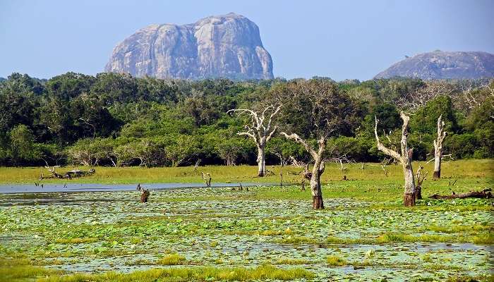 Parc national de Yala, Meilleurs endroits pour une lune de miel au Sri Lanka