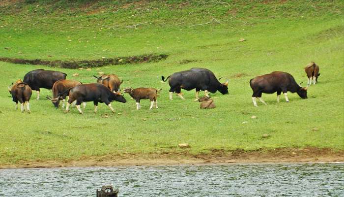 Go wildlife spotting in the Periyar National Park in Kumily