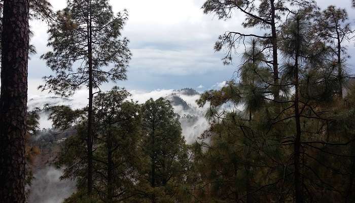 Mesmerizing view of the Pine forest covered with clouds in Chaukori