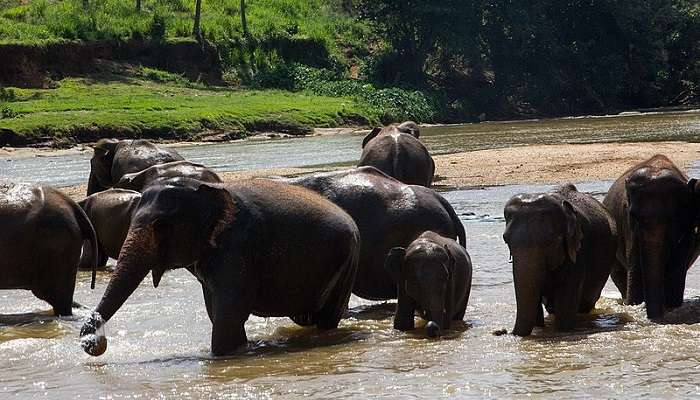 A herd of Elephants bathing at the Pinnawala Elephant Orphanage