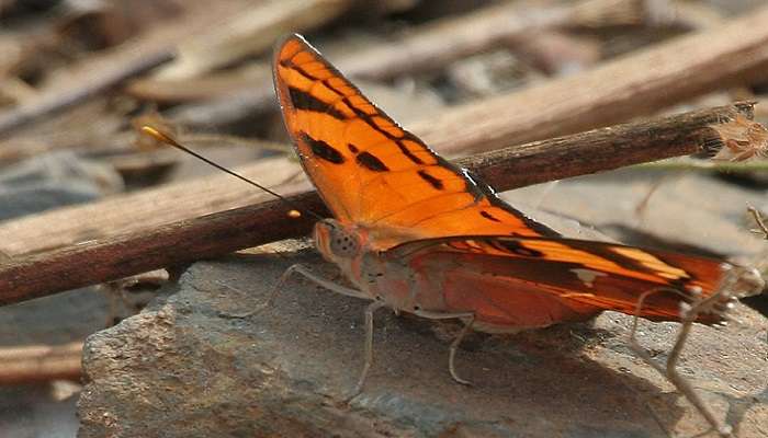 Butterfly flying around Eturnagaram Wildlife Sanctuary