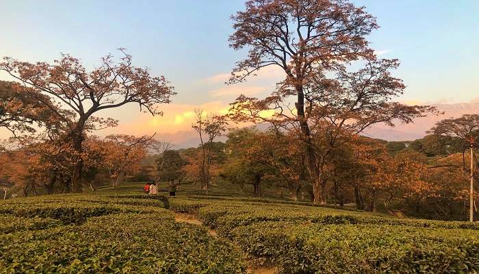 tea gardens in Dharamshala