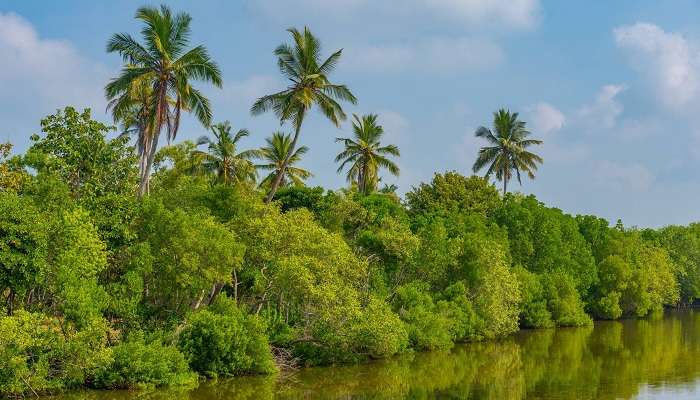 Rekawa Lagoon is surrounded by lush green trees near Mangrove Beach Cabana