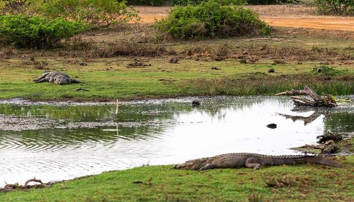 Crocodiles basking in the sun
