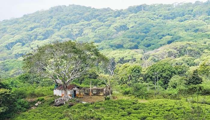 Reserve forestiere de sinharaja, Meilleurs endroits pour une lune de miel au Sri Lanka