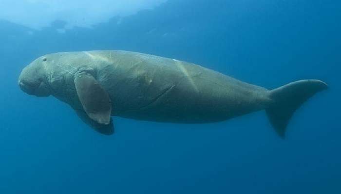 The Dugong, one of the animals found off the shore of Con Dao islands.