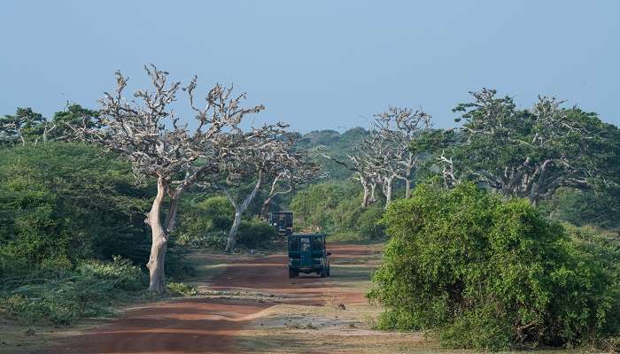 Jeep safaris are popular for touring the Bundala National Park