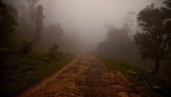 Morning mists of Tamil Nadu