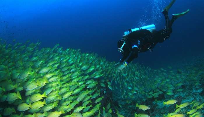 Discover underwater life while scuba diving at South Button Island