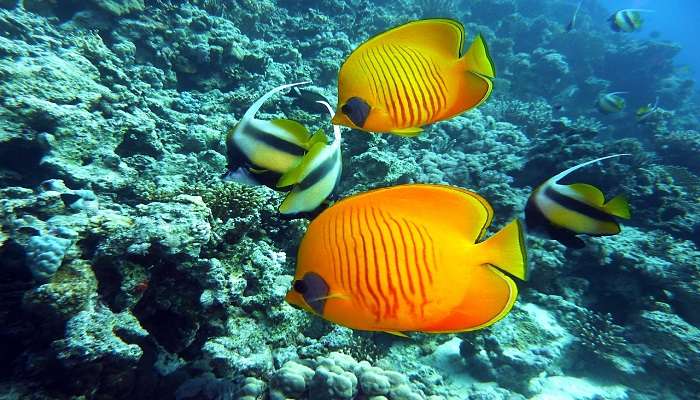 Scuba Diving at Sagar Nagar Beach Visakhapatnam is a popular activity. 