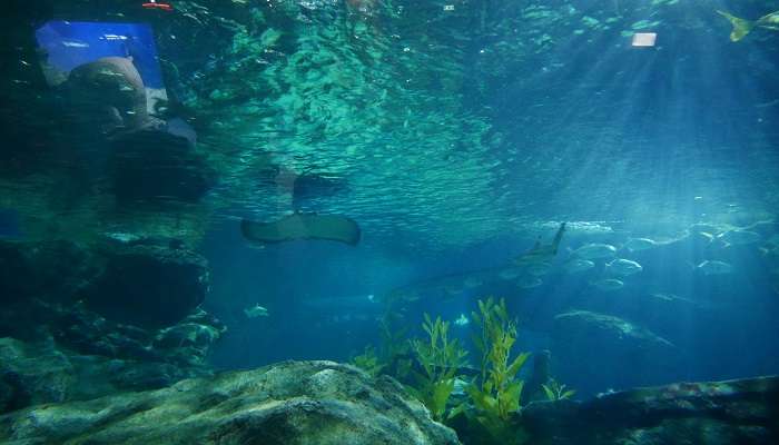 Watch the fabulous marine life at the SEA LIFE Bangkok Ocean World in wonder and amazement