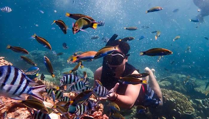 Enjoy snorkelling between colourful fishes and reefs.