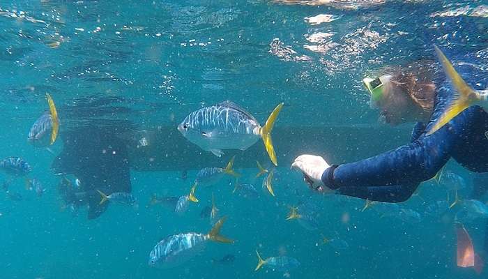  Visitor enjoying snorkelling with fishes at Pereybere beach