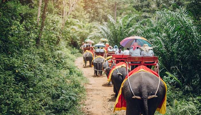 Play with elephants during your visit to Phuket in February