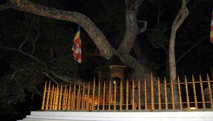 Maha Bodi Tree near Lankarama to explore.