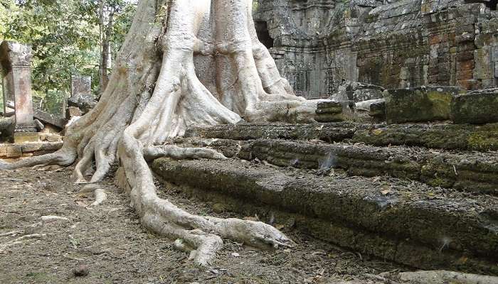Ruins of Ta Nei Temple in Cambodia. 