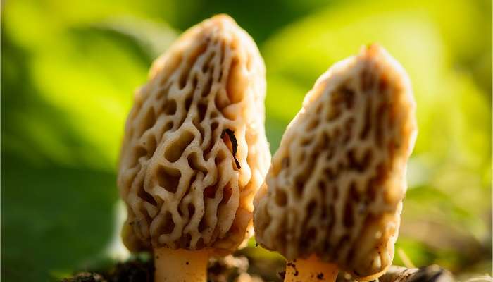 Gucchi mushroom growing in Himachal