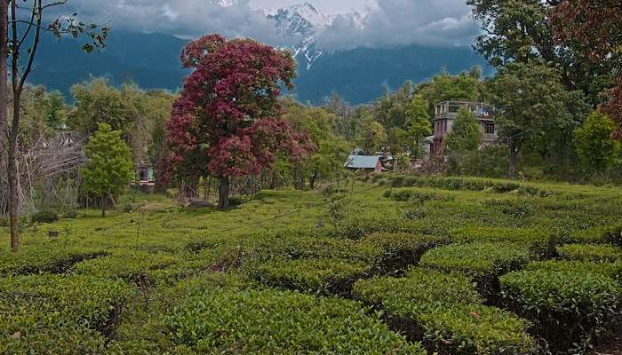 Tea plantations in Dharamshala at the norbulingka institute.