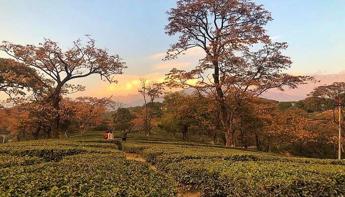 The beautiful tea gardens in Dharamsala