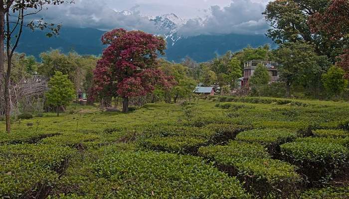 feel the nature and culture of the tea garden in Kangra 
