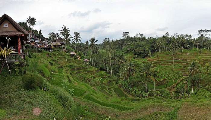 Astonishing view of Tegalalang Rice Terraces near Satya Dharma Temple, Bali